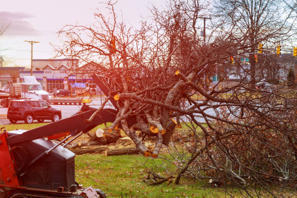 How Our Tree Care Process Works  in  Flower Mound, TX