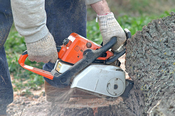 Reliable Flower Mound, TX Tree Services Solutions